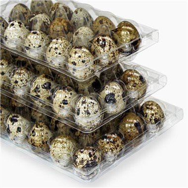 Quail Egg Box Eco Friendly
