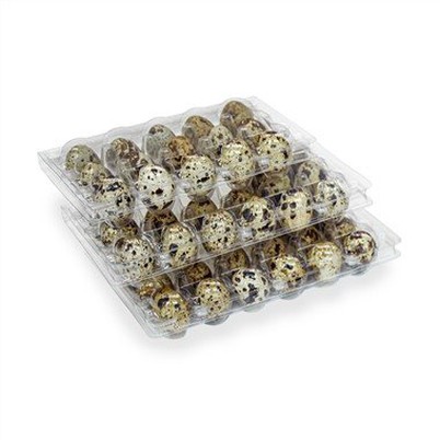 Quail Eggs Tray Transparent